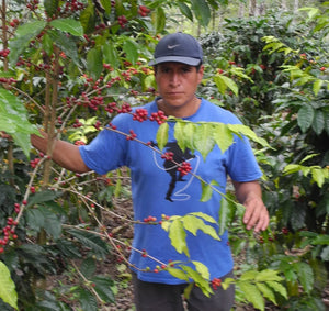 Buy coffee from South America